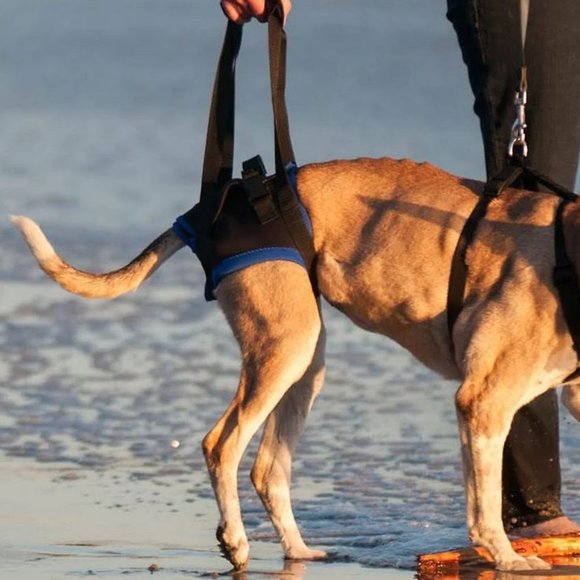 WALKABOUT Airlift One Medium Dog Back End Harness Walking Help Back Legs Rehab - Picture 2 of 10